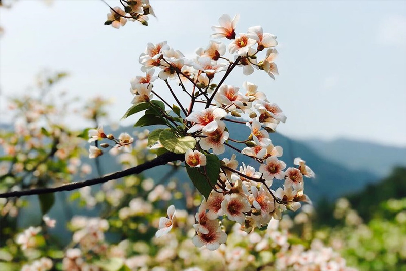 Du lịch Bình Liêu mùa hoa trẩu