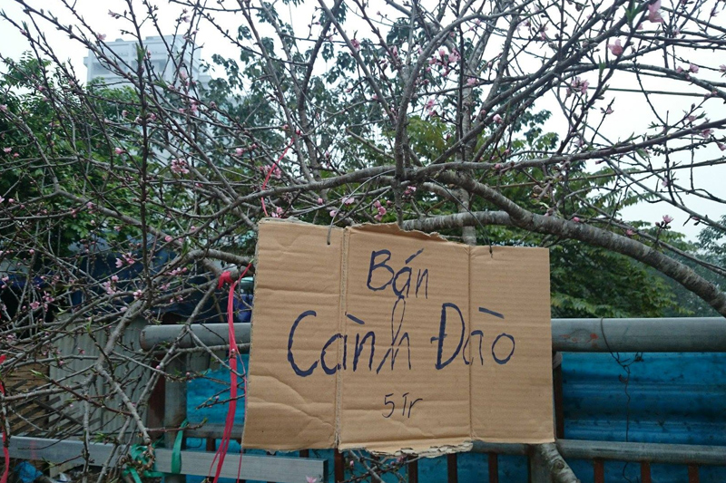 Cấm chơi đào rừng dịp Tết nguyên đán 2021