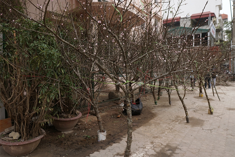 Cấm chơi đào rừng dịp Tết nguyên đán 2021