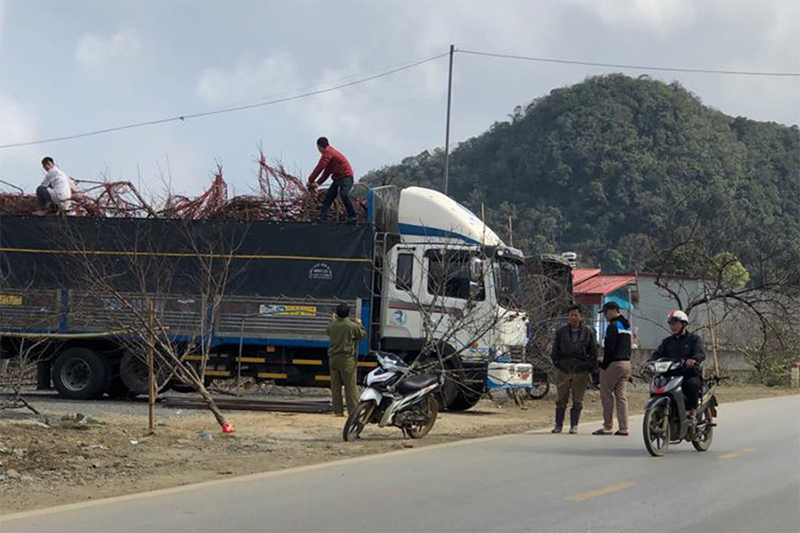 Cấm chơi đào rừng dịp Tết nguyên đán 2021