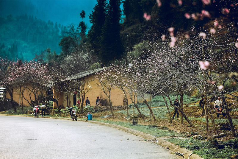 Cấm chơi đào rừng dịp Tết nguyên đán 2021