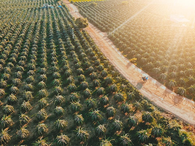 Đặc sản Bình Thuận làm quà