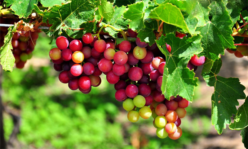 Đặc sản Ninh Thuận nho