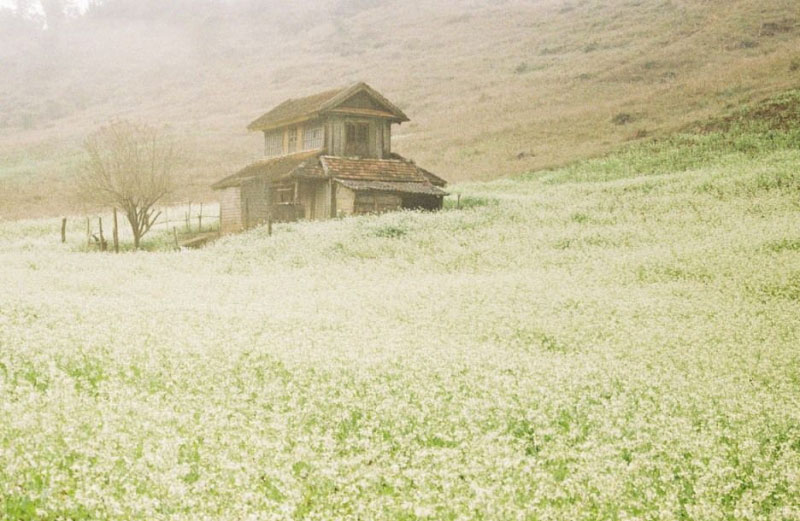 Điểm ngắm hoa cải Mộc Châu đẹp nhất 2021