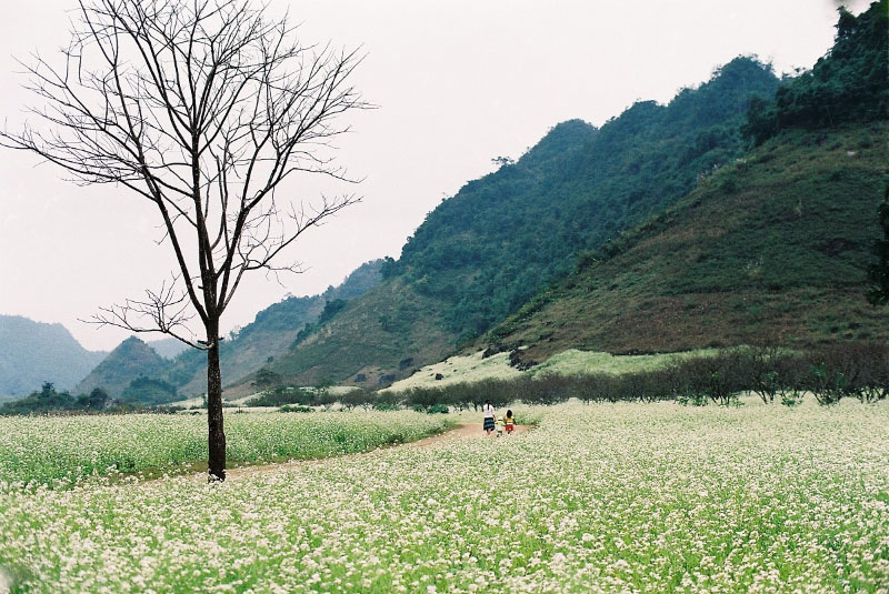 Danh sách Điểm ngắm hoa cải Mộc Châu đẹp nhất