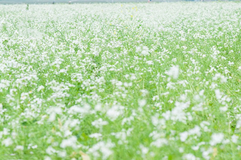 Các Điểm ngắm hoa cải Mộc Châu đẹp nhất 