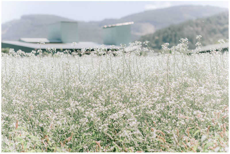 List Điểm ngắm hoa cải Mộc Châu đẹp nhất