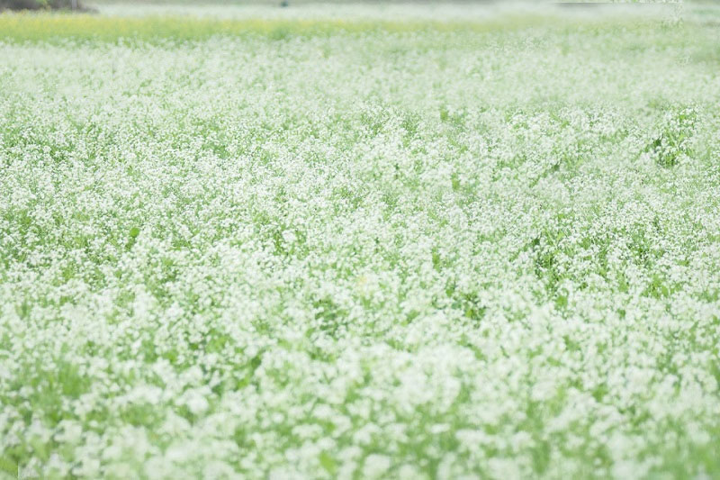 Top Điểm ngắm hoa cải Mộc Châu đẹp nhất