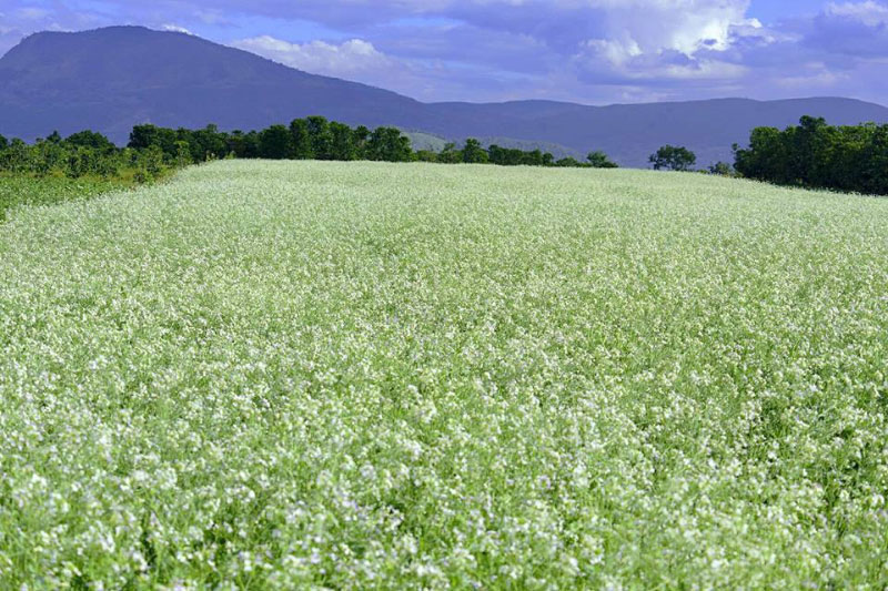 Top Điểm ngắm hoa cải Mộc Châu đẹp nhất 2021