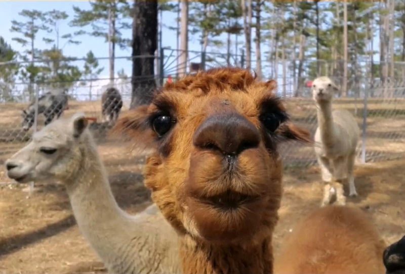 Điểm du lịch Đà Lạt dành cho trẻ