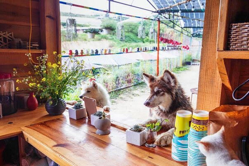 Điểm du lịch Đà Lạt cho trẻ nhỏ