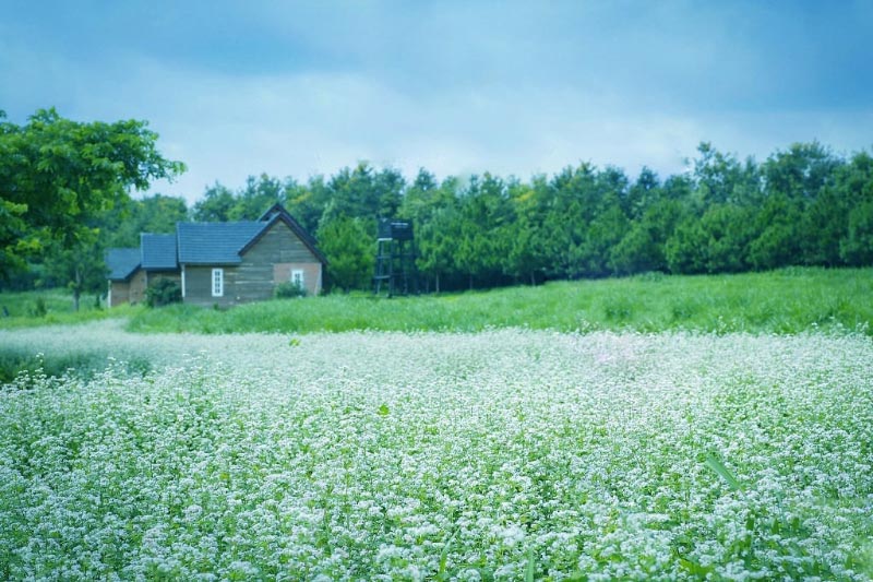 điểm du lịch Đà Lạt mới - vườn cải