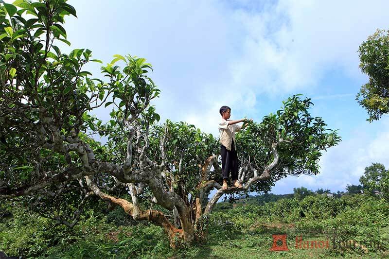 Điểm du lịch Mù Cang Chải đẹp - Suối Giàng