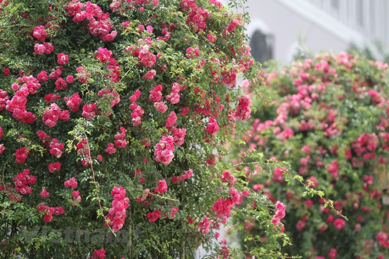 điểm du lịch Sapa nổi tiếng - thung lũng hoa hồng