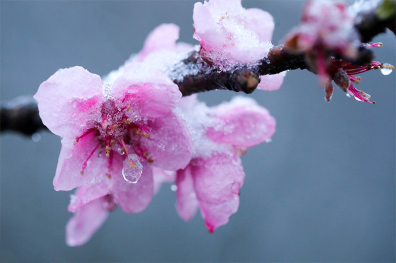 Điểm du lịch có tuyết ở Việt Nam 9