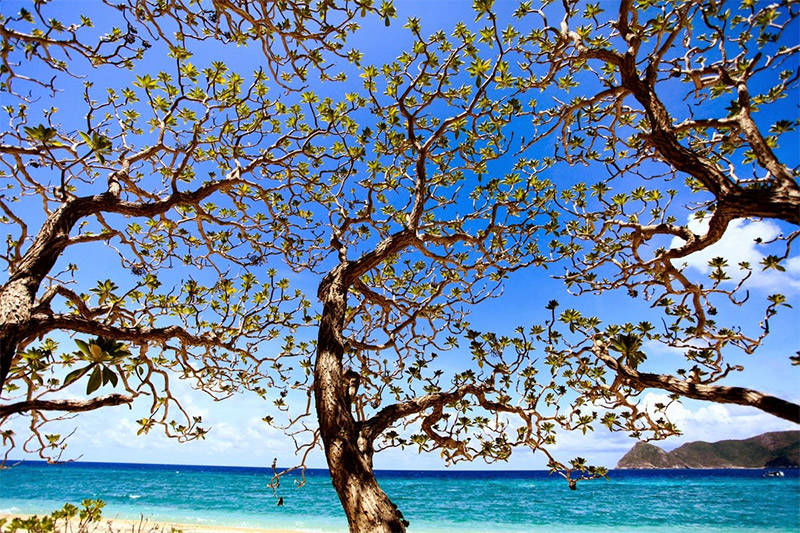 Nên Du lịch Côn Đảo mùa nào đẹp?