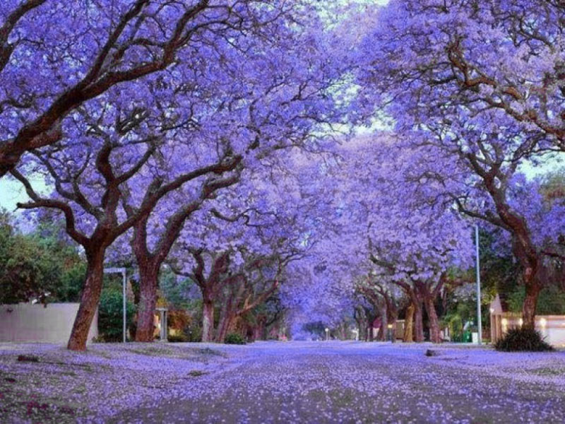 Đi Du lịch Đà Lạt mùa nào đẹp nhất?