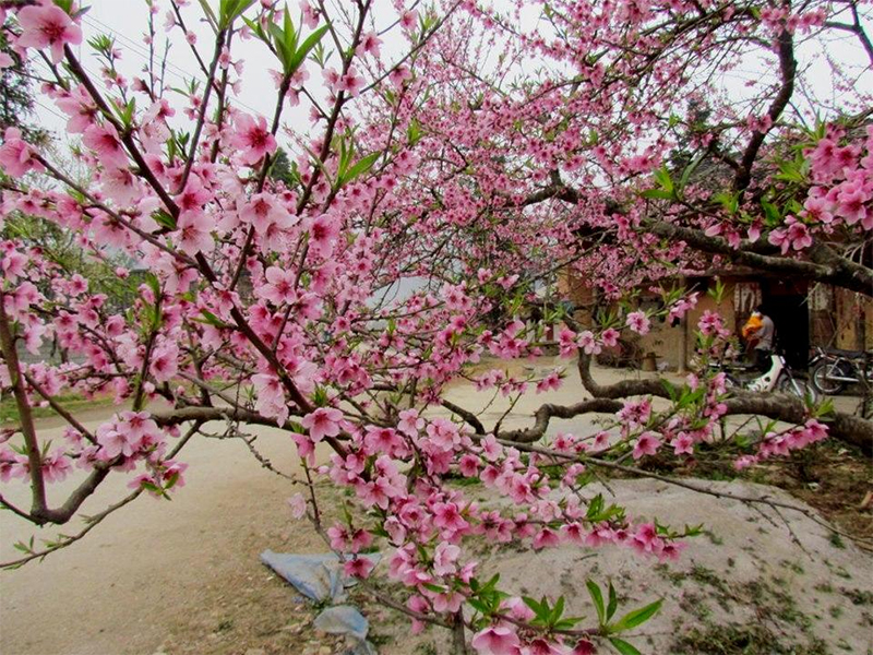 Cách du lịch Sapa tháng 2