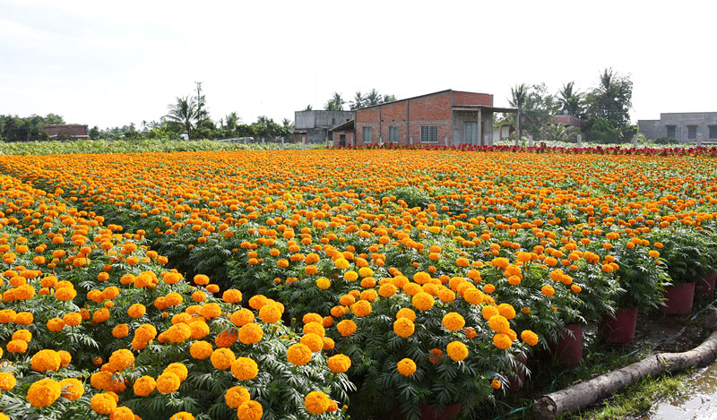 du lịch Tiền Giang Bến Tre 6