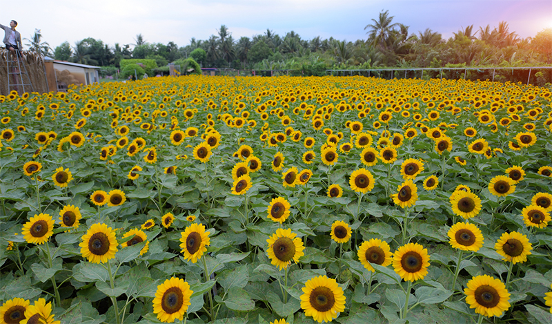 Cách du lịch Tiền Giang Bến Tre