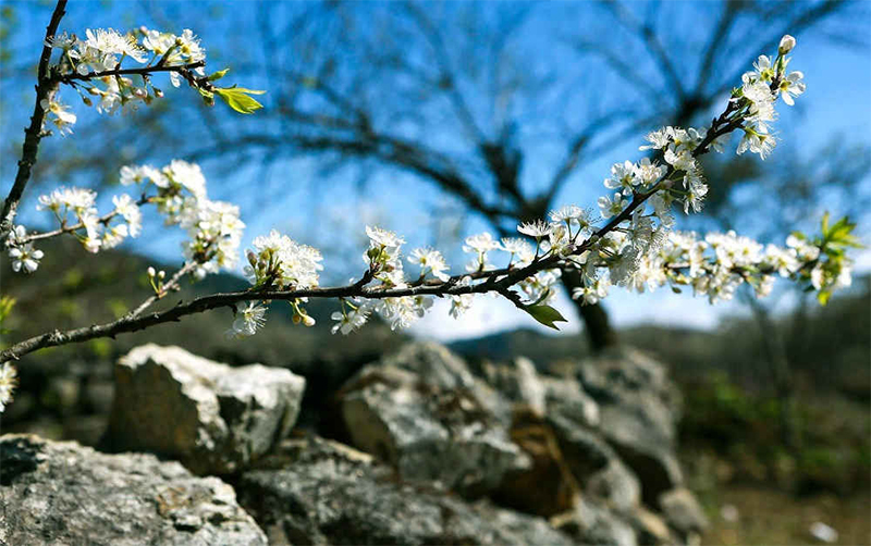 Du lịch Cao Bằng mùa nào đẹp nhất