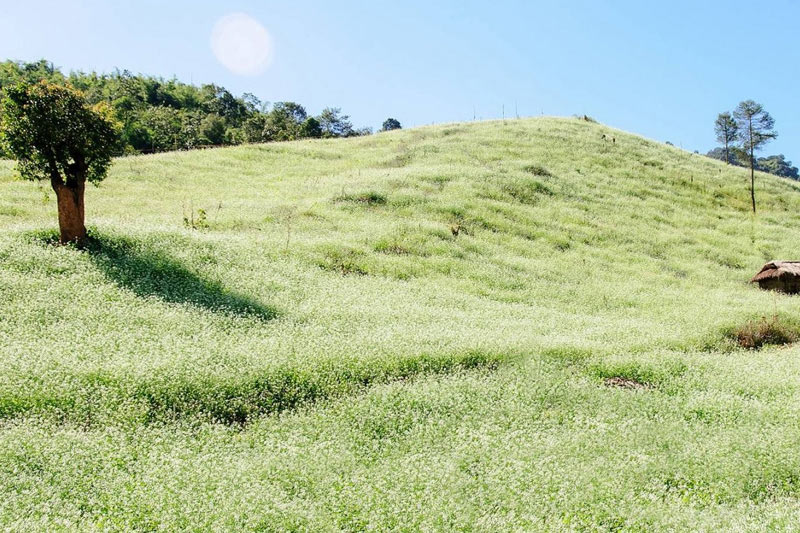 Mùa thu được gọi là mùa cỏ lau ở Mộc Châu