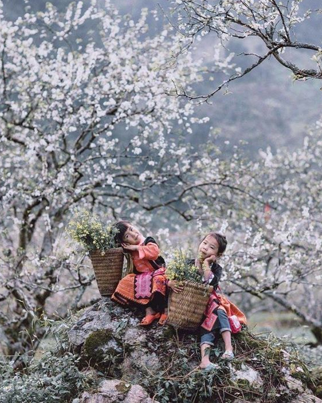 Xuất hiện Hoa mận Mộc Châu tháng mấy?