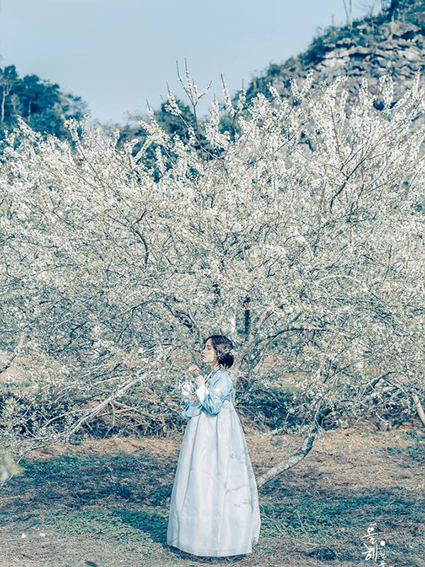 Hoa mận Mộc Châu tháng mấy-1?