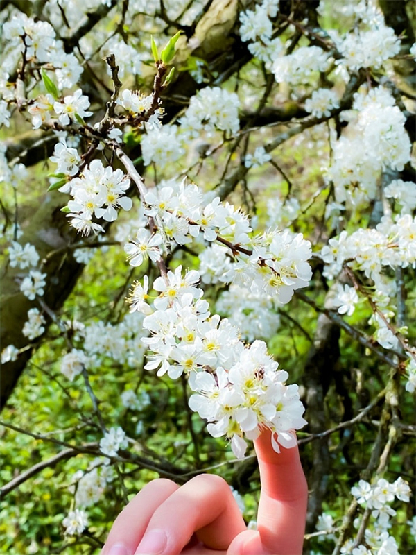 Hoa mận Mộc Châu tháng mấy?