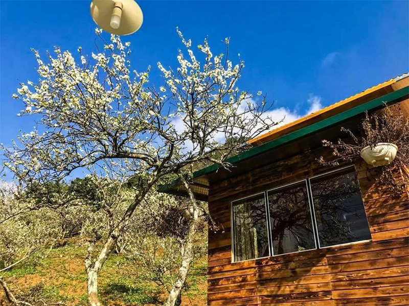 Mùa Hoa mận Mộc Châu tháng mấy-3