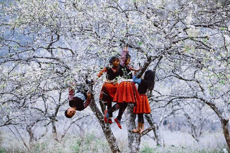 Hoa mận Mộc Châu tháng mấy?