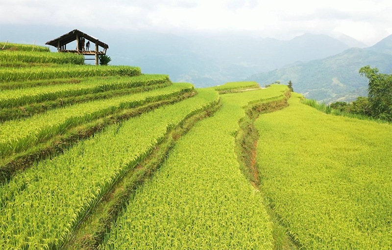 Kinh nghiệm du lịch Hoàng Su Phì Hà Giang