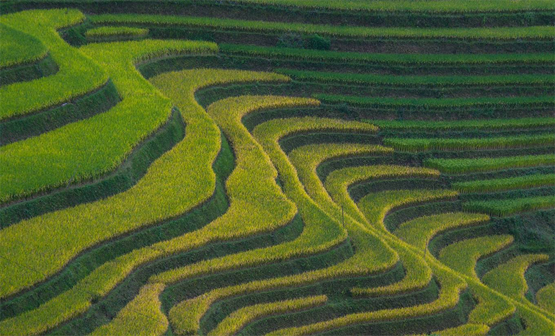 Ruộng bậc thang ở Hoàng Su Phì Hà Giang
