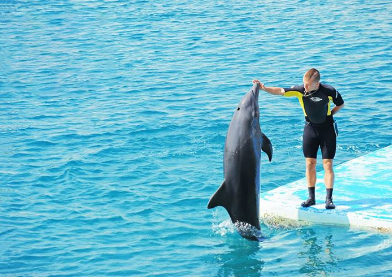 hoạt động du lịch Nha Trang cùng động vật