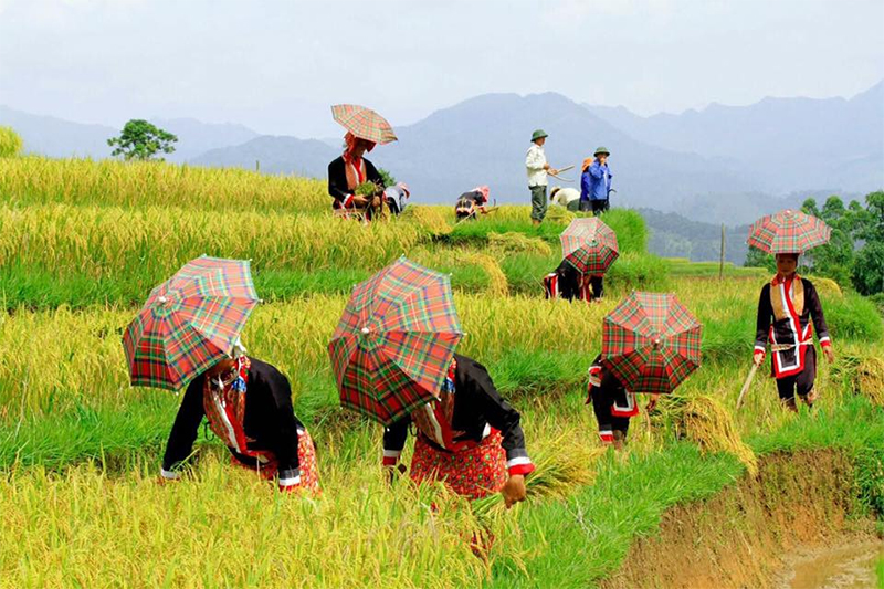 Homestay A Dào Bình Liêu