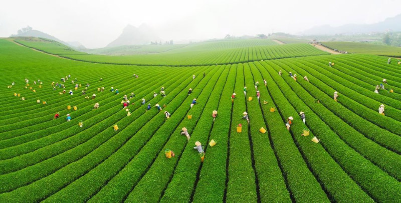 Homestay Mộc Châu đẹp