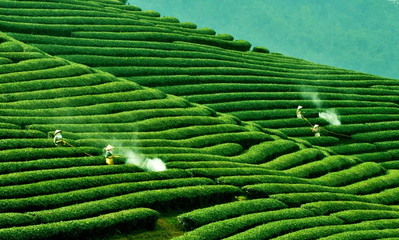 Kinh nghiệm du lịch Mộc Châu 