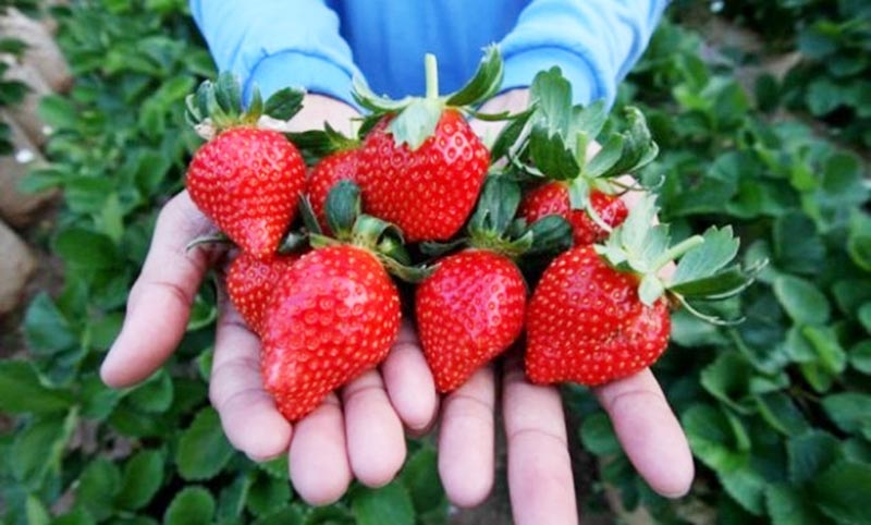 Kinh nghiệm du lịch Mộc Châu - Đặc sản