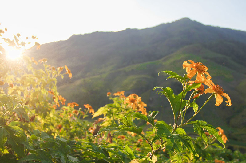 Kinh nghiệm du lịch Mộc Châu mùa hoa dã quỳ