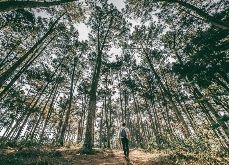 Kinh nghiệm du lịch Mộc Châu - Rừng thông bản Áng