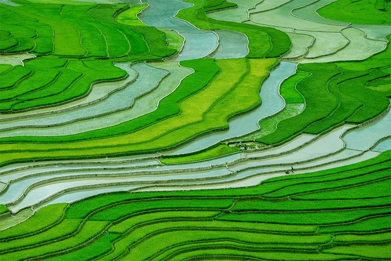 Du lịch Mù Cang Chải mùa nước đổ