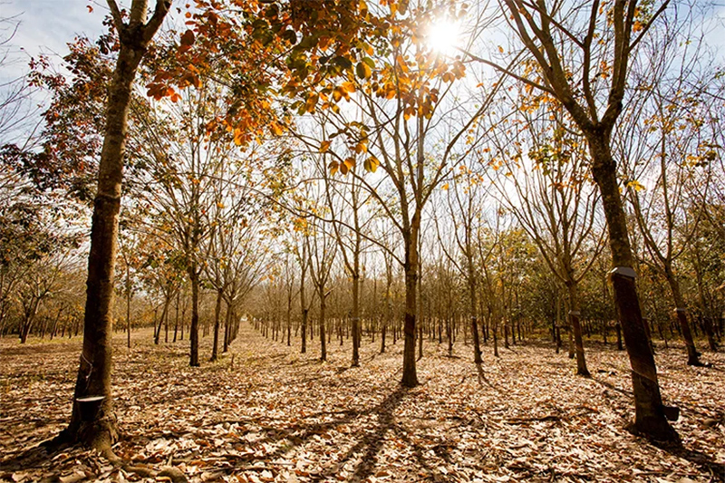 Kinh nghiệm du lịch Tây Nguyên đầy đủ nhất