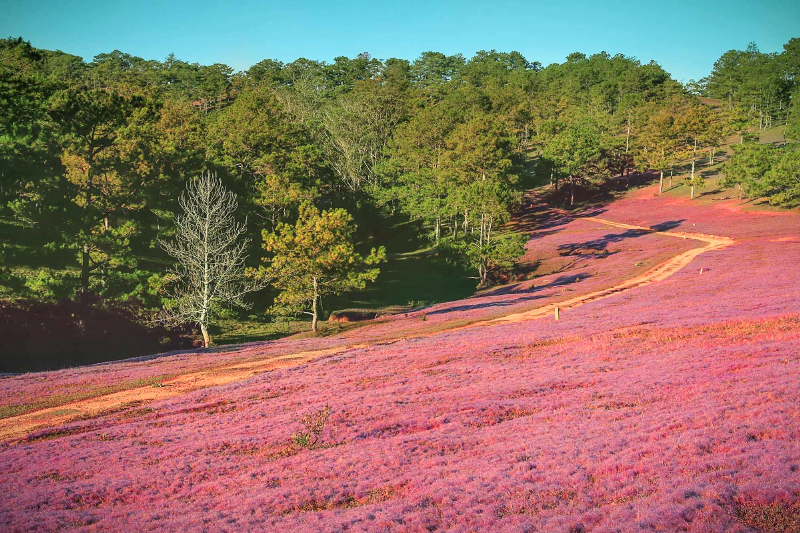 Kinh nghiệm du lịch Đà Lạt tháng 12