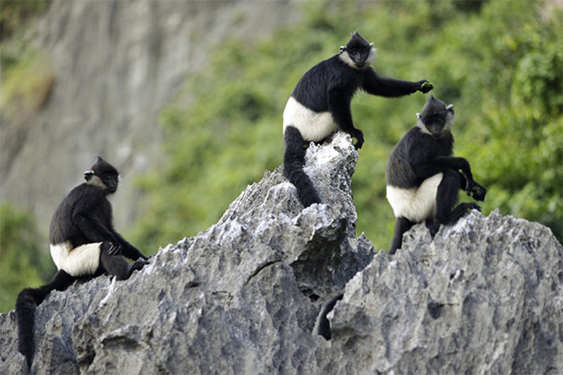 Tour thả động vật về rừng Cúc Phương