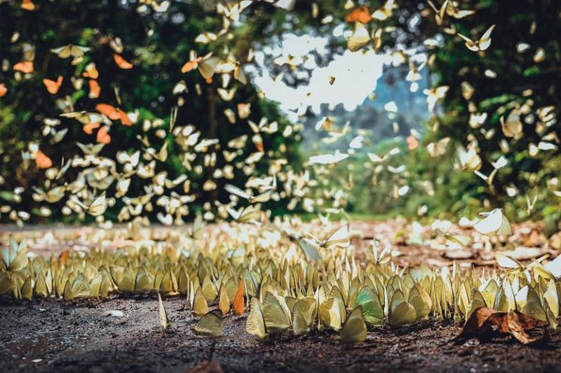 Tour thả động vật về rừng Cúc Phương